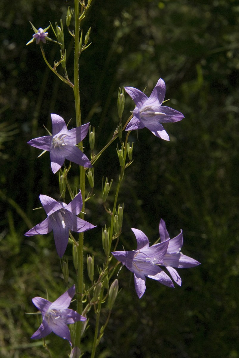 Campanula rapunculus, Rampion Bellflower